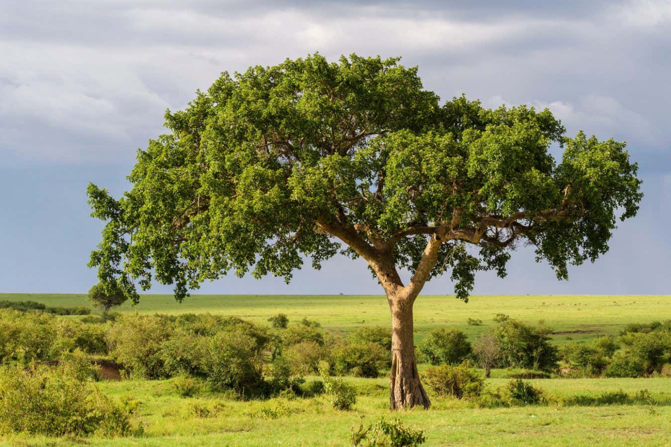 Las higueras pueden beneficiar al clima convirtiendo el dióxido de carbono en piedra