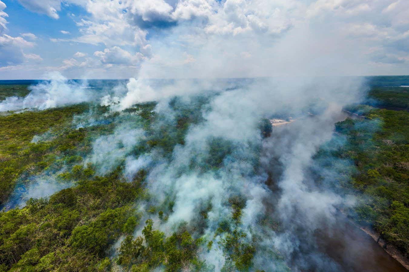 Los esquemas de compensación de carbono no están preparados para que los bosques quemen
