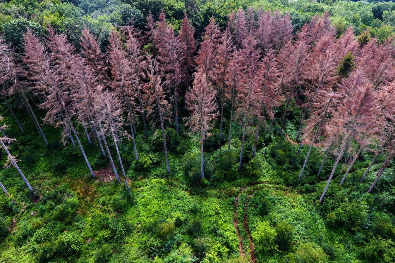 La antigua extinción masiva muestra cómo la Tierra se convirtió en una súper verde