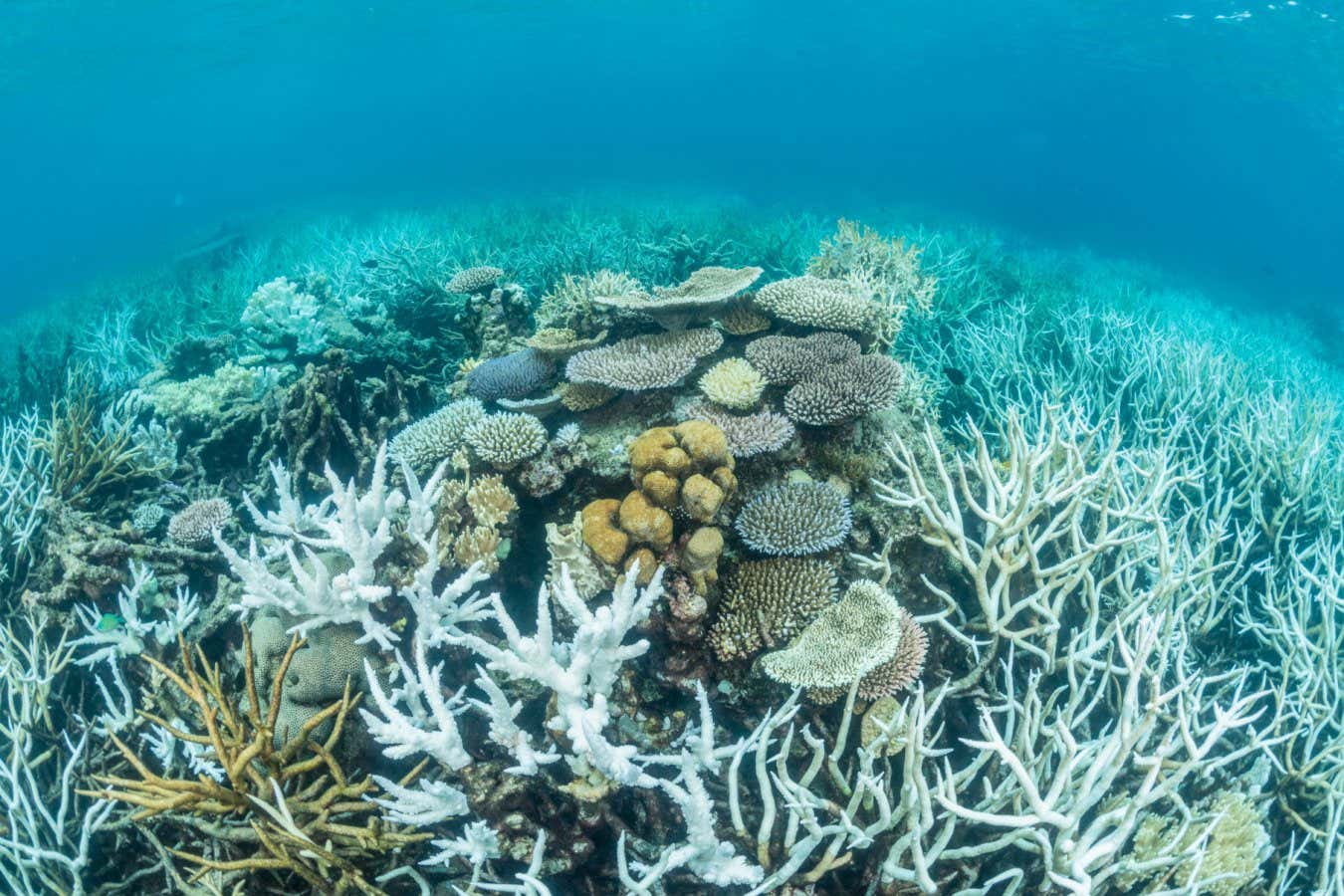 Enfriamiento artificial ‘urgente’ para una gran barrera de arrecife después de calentar la punta