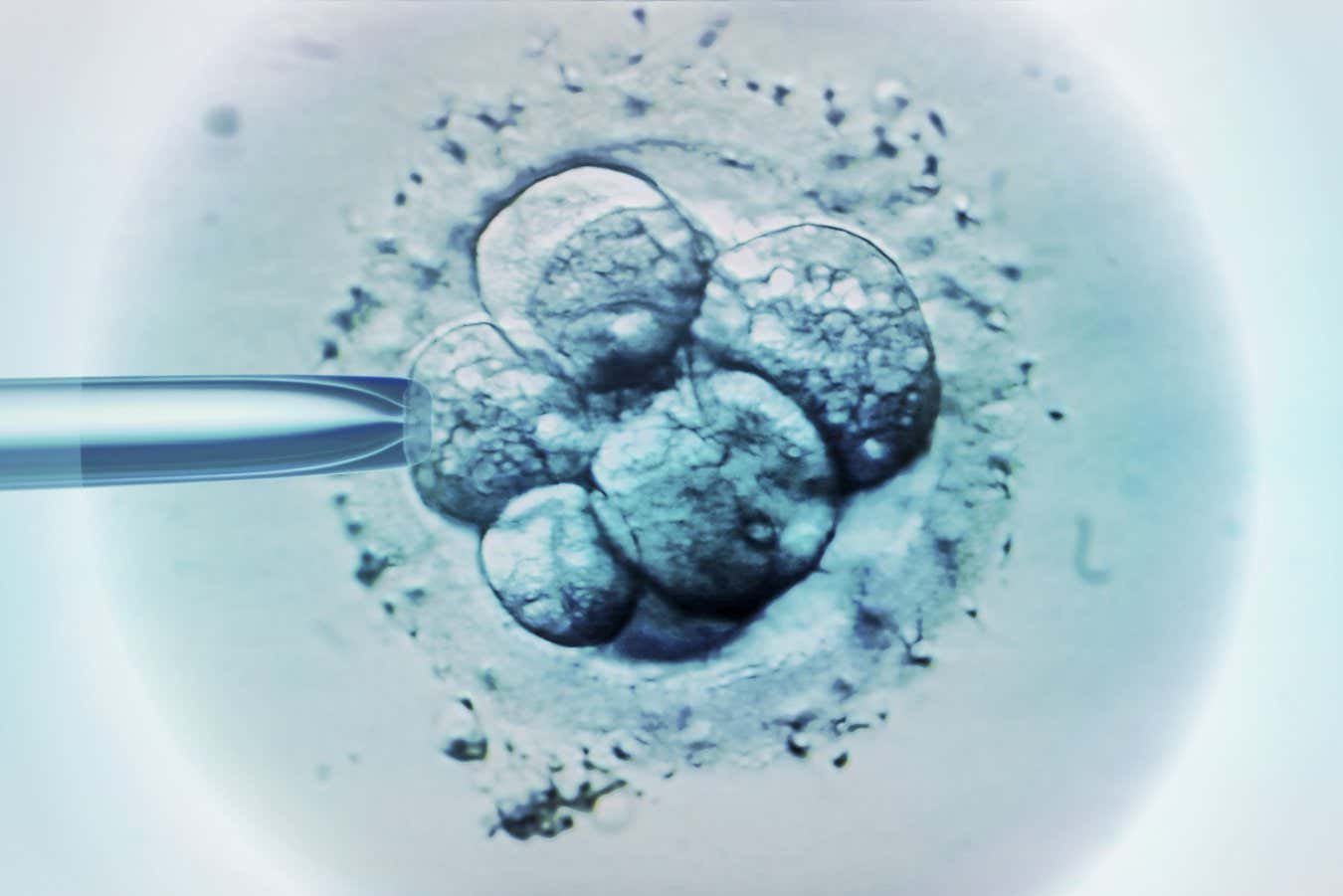 Los bebés hechos con ADN de tres personas están libres de enfermedades hereditarias
