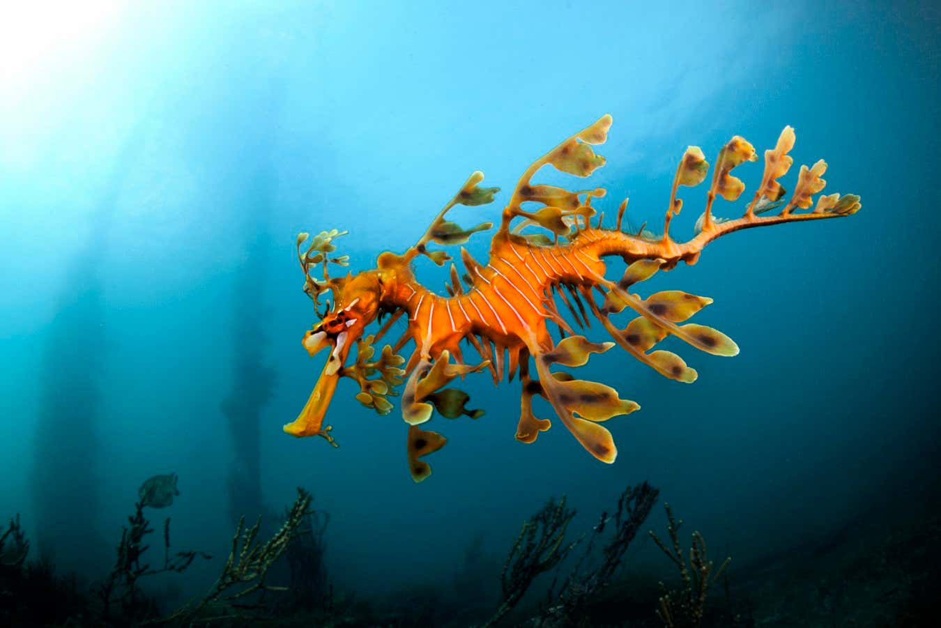 Miles de Seadragons están muriendo en la floración de algas tóxicas de Australia
