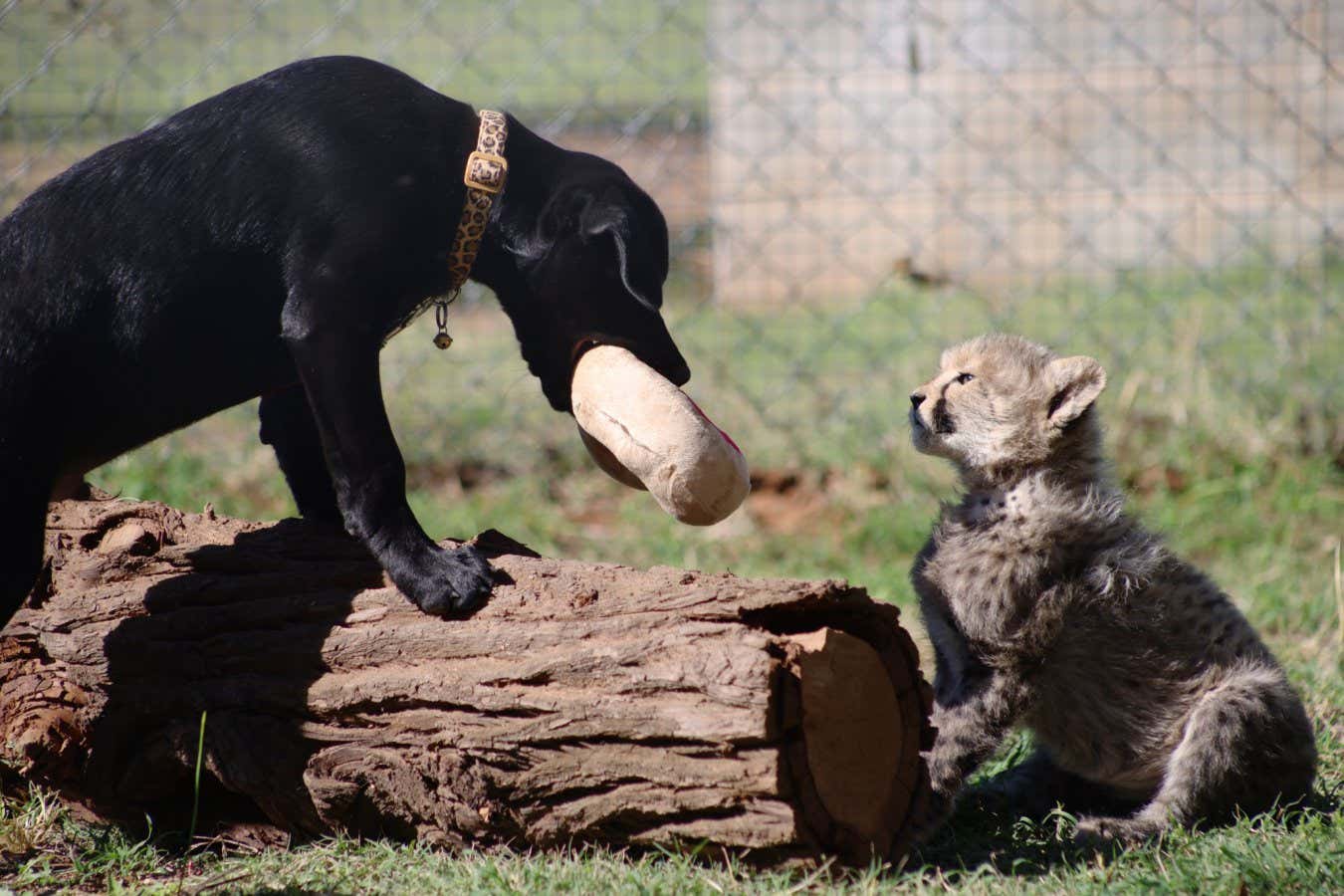 Cachorro y cachorro de guepardo hacen un par de hermanastros poco probables