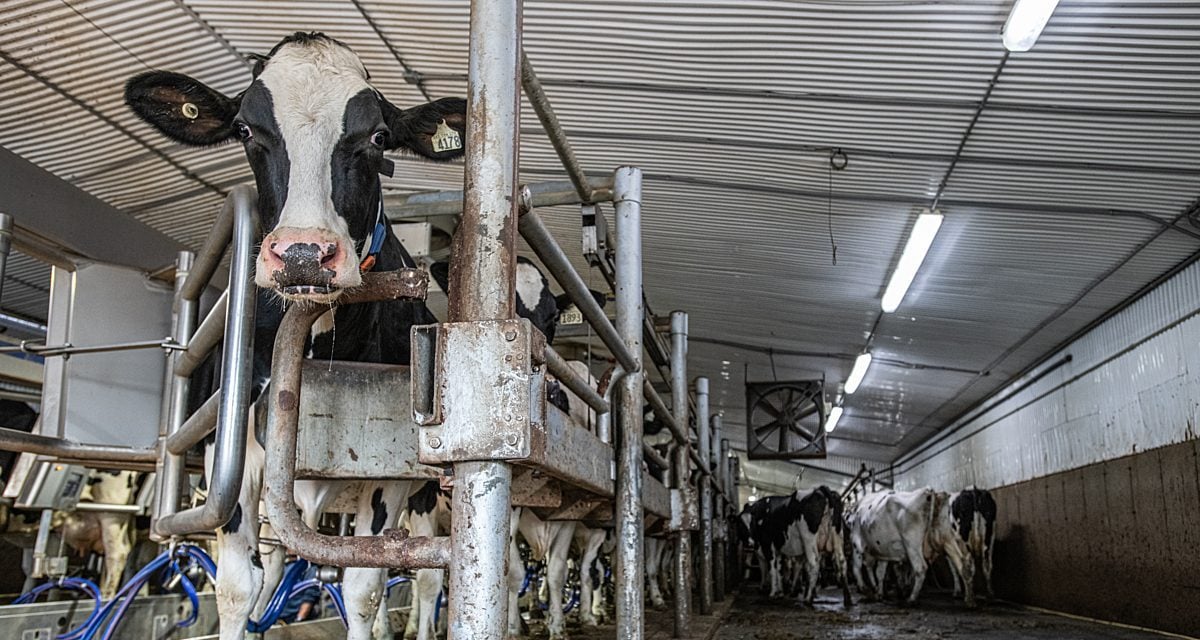 Detén esta granja de fábrica de lecherías de Oregon antes de construirla