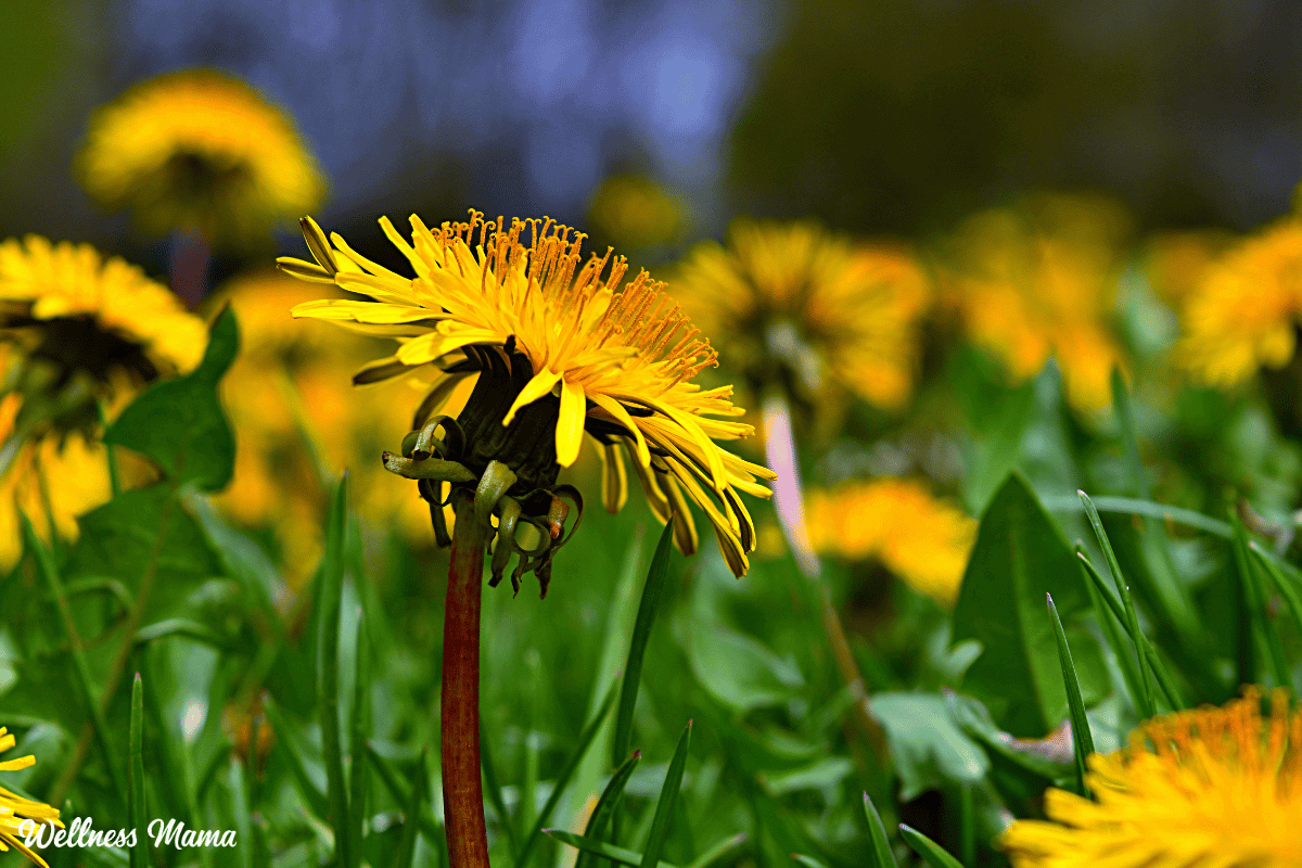 7 remedios herbales de patio trasero para cosechar