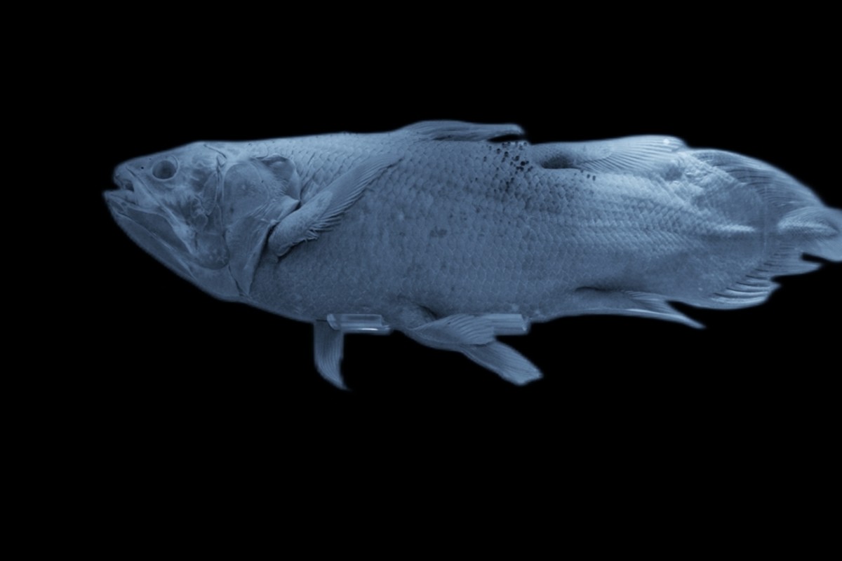 Los fósiles vivos como el coelacanth se han mantenido sin cambios durante 400 millones de años