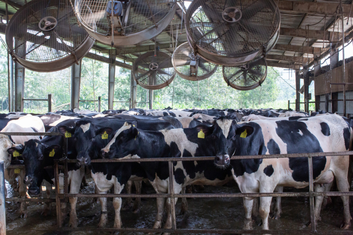 El cambio climático amenaza el suministro global de leche, incluso en granjas lecheras enfriadas