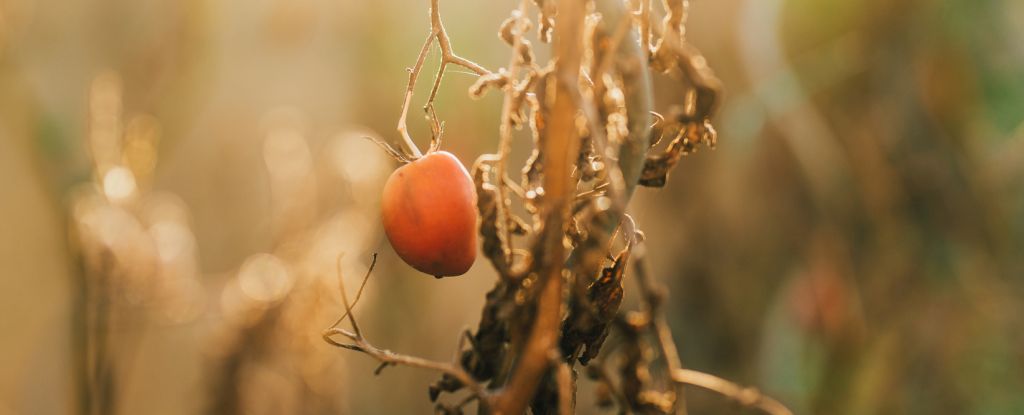 A las polillas no les gusta poner sus huevos en las plantas que gritan: Sciencealert