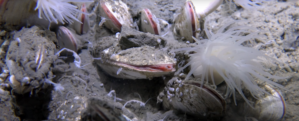 El nuevo video impresionante revela formas de vida submarinas más profundas: Sciencealert