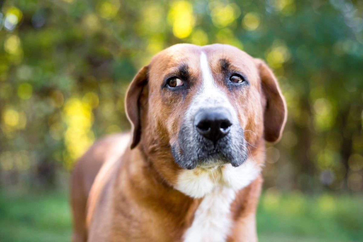 ¿Tu perro te está juzgando en secreto?