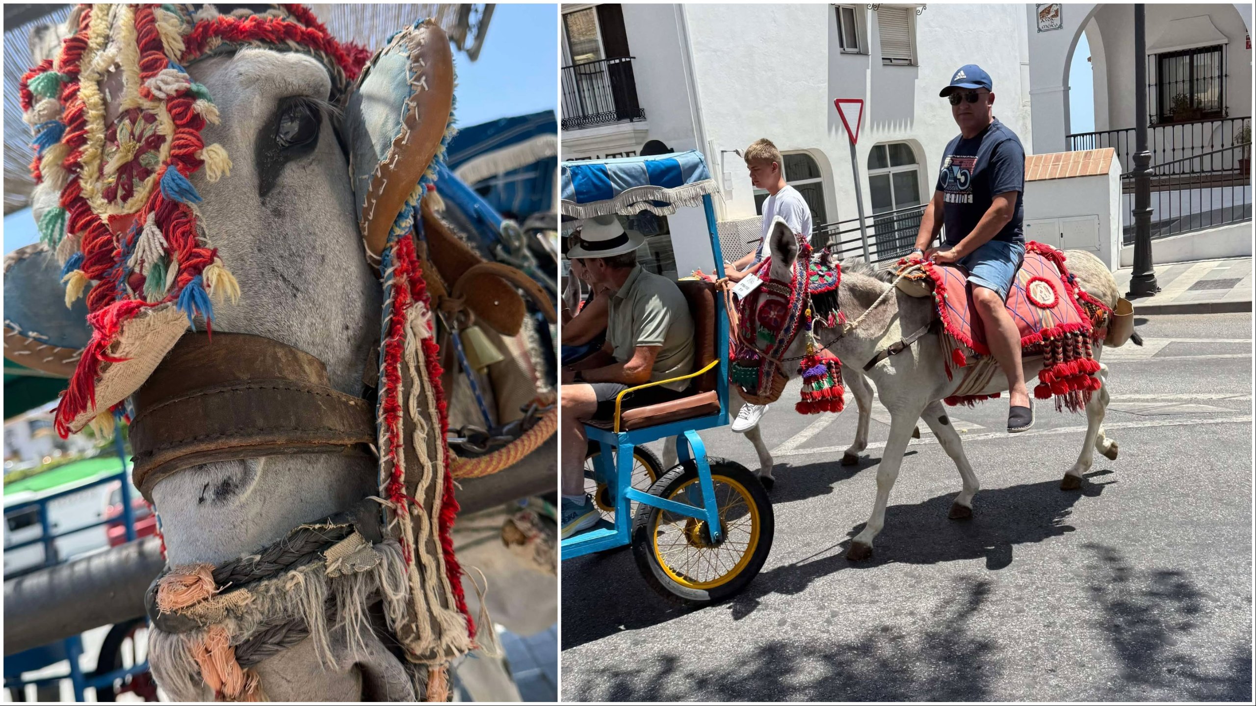 MIRAR: los taxis de burro de Mijas obligados a trabajar durante la alerta de calor, mientras que los operadores ‘ignoran las nuevas leyes de bienestar’