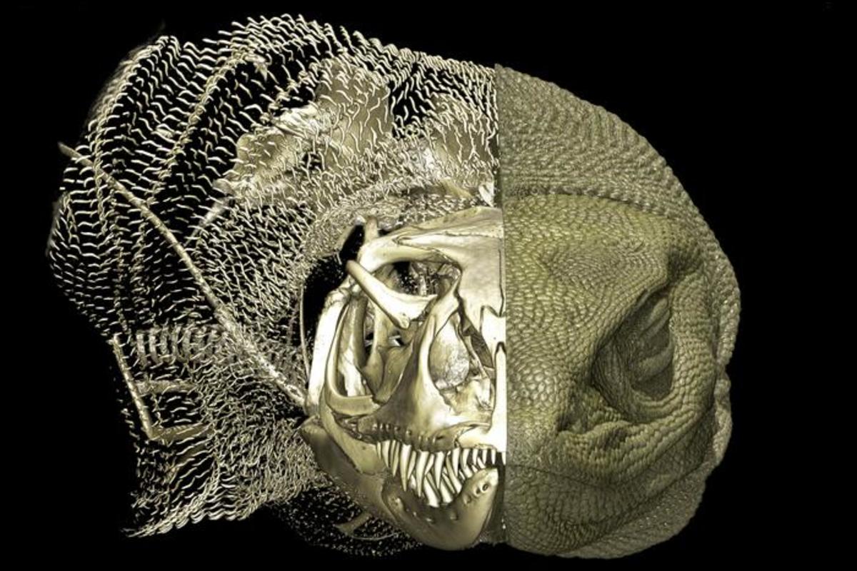 Monitor Lizards puede compartir la misma estructura ósea misteriosa con un estegosaurio