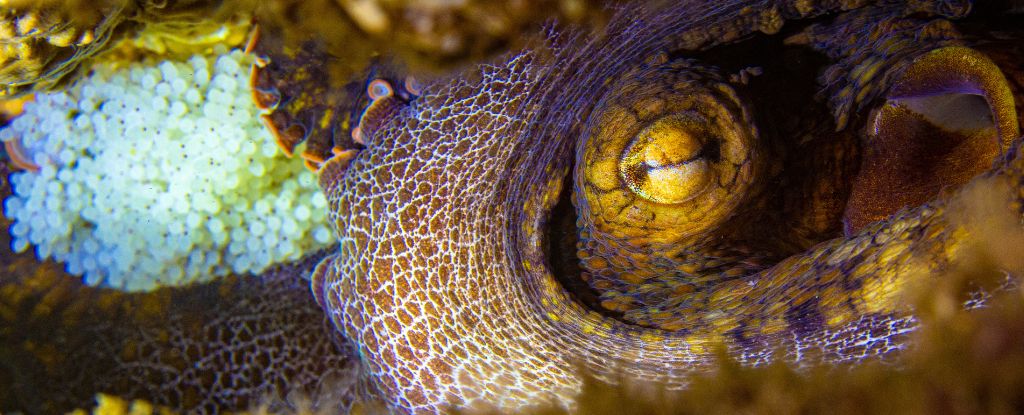 Los ‘sabores’ de microbios dicen los pulpos que los bebés merecen su cuidado: Sciencealert