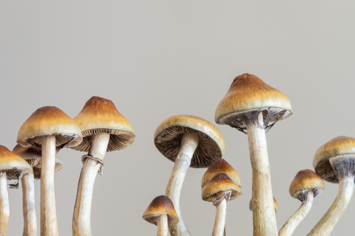 La psilocibina compuesta de hongos mágicos puede tener propiedades antienvejecimiento