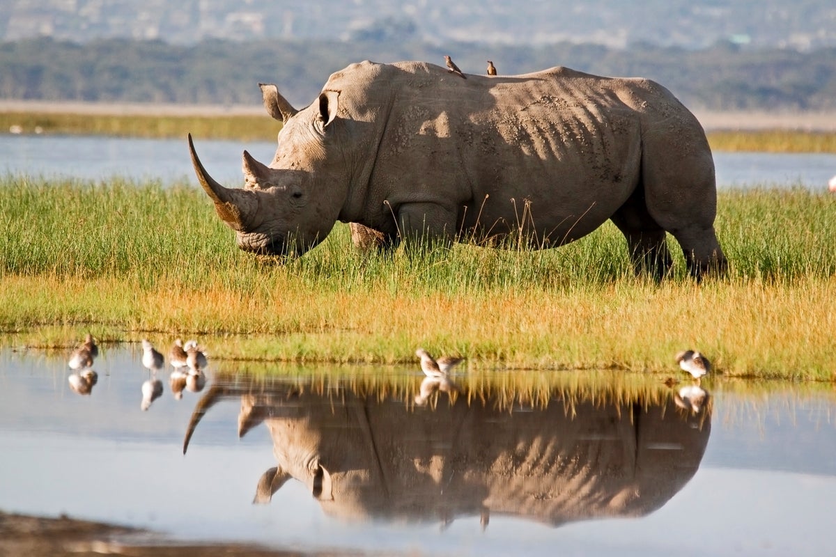 Las proteínas de los dientes antiguos reescriben el árbol genealógico de rinocerontes: ¿son los dinosaurios los siguientes?