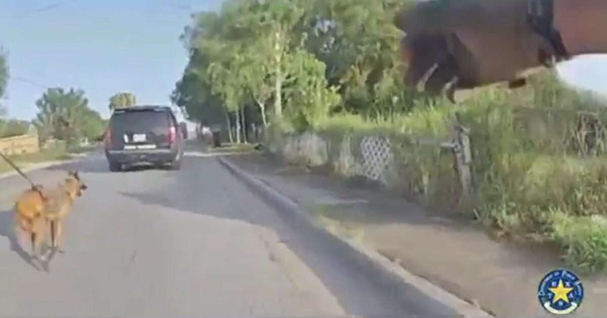 Texas DPS persigue a los traficantes de drogas en persecución de alta velocidad con casi 100 libras de marihuana, extraterrestres ilegales en vehículo, la unidad K-9 ayuda a rastrear a pie (video) | El experto de la puerta de entrada