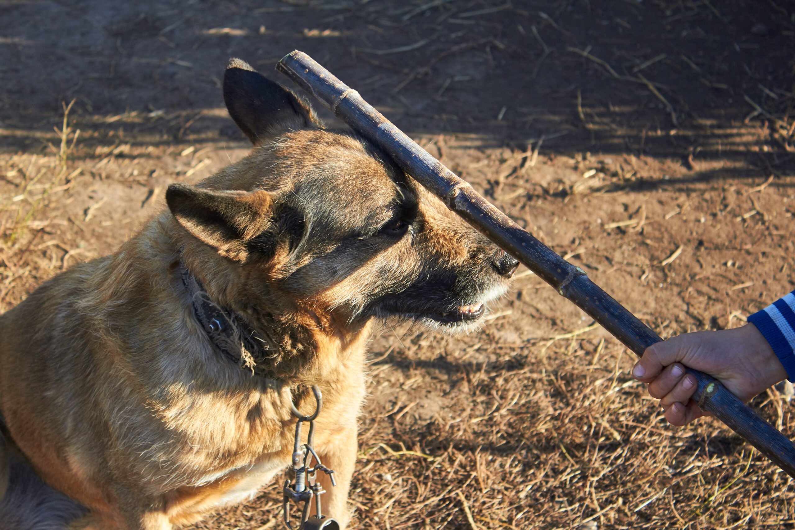 Mujer acusada de crueldad animal después de que el perro muere dentro del auto caliente