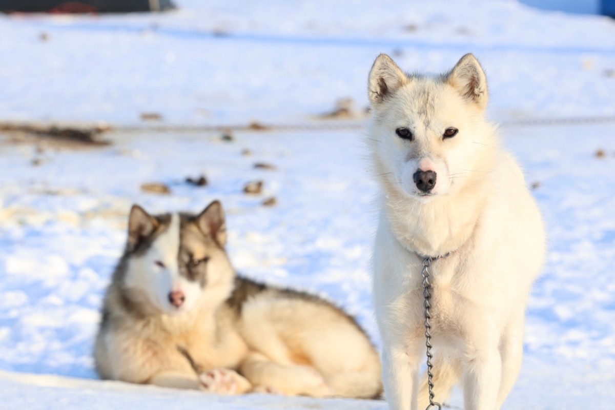 Estos perros antiguos han tirado de trineos en Groenlandia durante casi 1,000 años