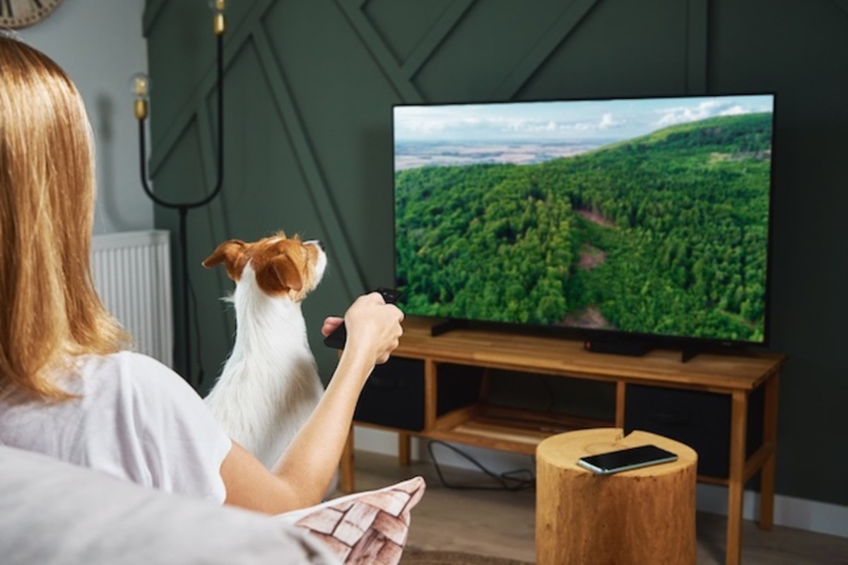 ¿Tu perro mira la televisión? Esto es lo que las pantallas pueden decir sobre su personalidad