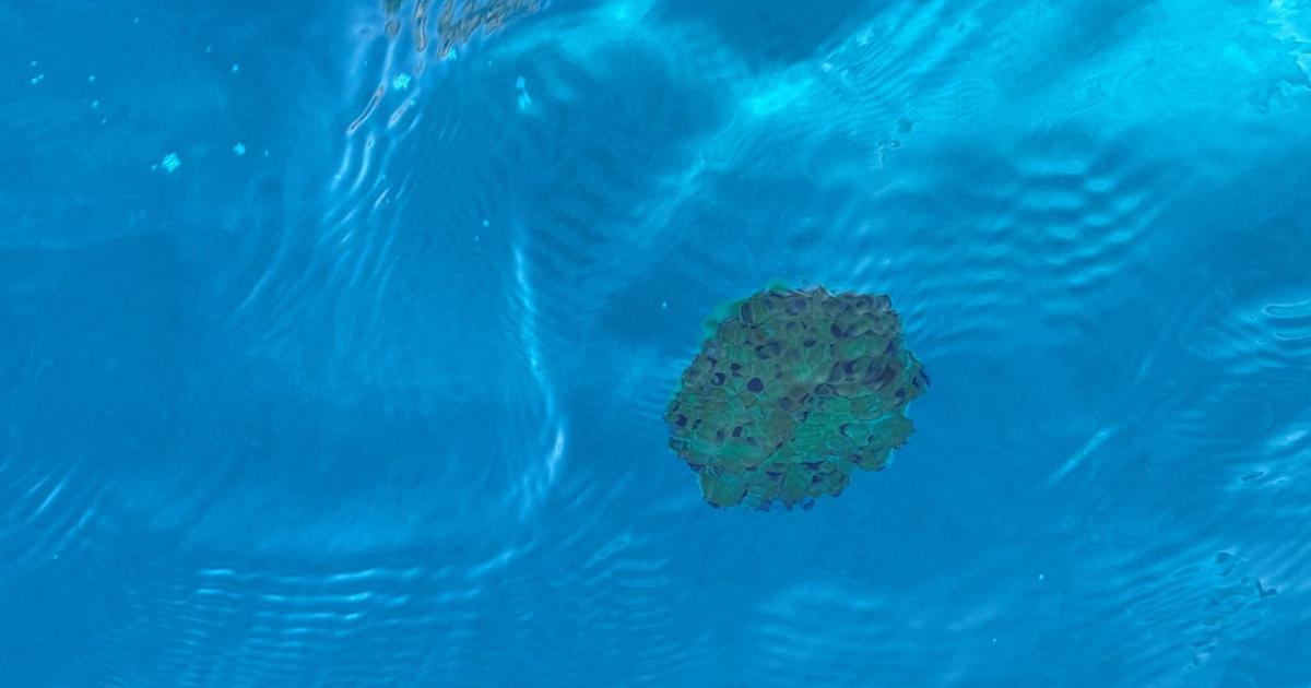 Mallorca Panic sobre extrañas medusas