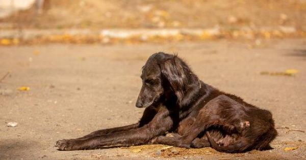 Horror de perros. 32 perros mueren por hambre en la granja española, la investigación de la policía de lanzamiento