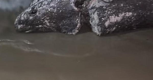 Tiburón masivo con marcas de mordedura en Mallorca Beach