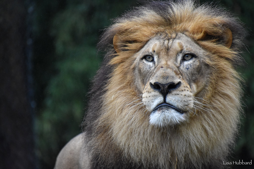¡Septiembre mayor! Conocer a los animales mayores del zoológico