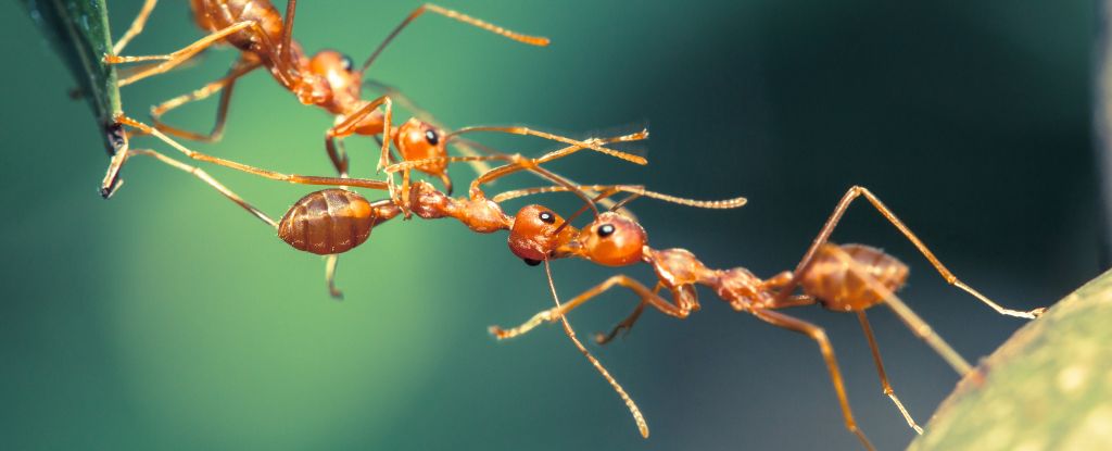 Las hormigas son ‘supereficientes’ en el trabajo en equipo, descubren los científicos: Sciencealert