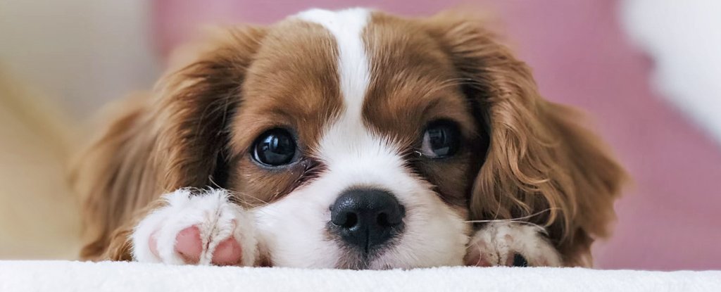 Tu perro tiene una habilidad única para leer tu mente. He aquí por qué. : Sciencealert