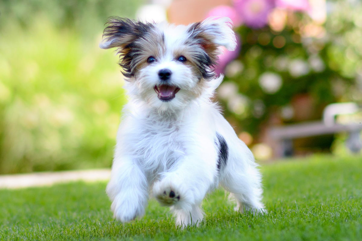 Brote de virus de perro mortal en Francia «Euro Weekly News