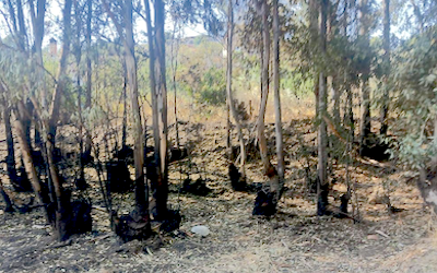 Órgiva Campo Blaze – Noticias de la Gaceta Tropical Costa