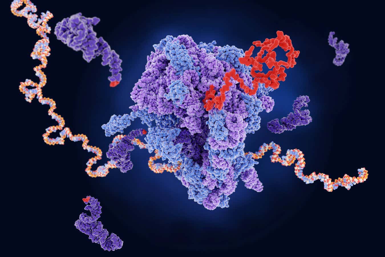 El envejecimiento en el cerebro puede ser causado por una descomposición en la producción de proteínas