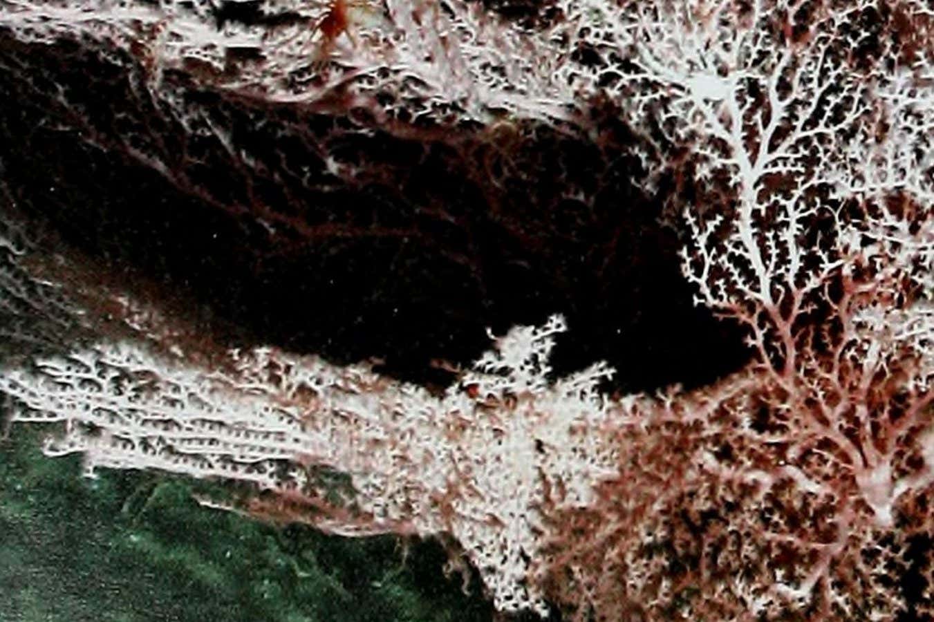 Los microbios de vida profunda podrían ‘comer’ la energía generada por los terremotos