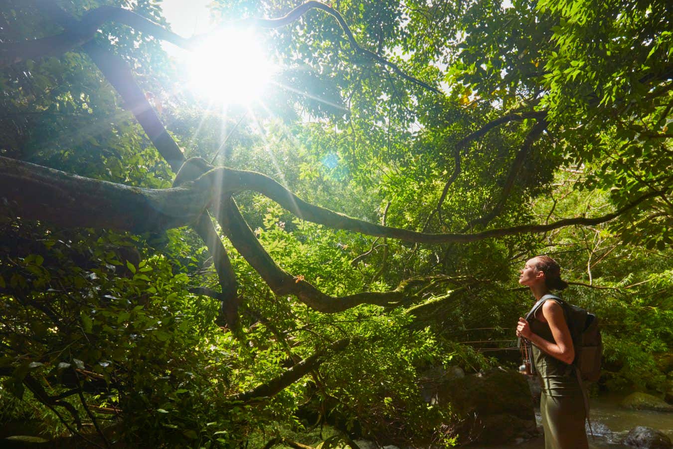 El baño de bosques puede aumentar la salud física, no solo el bienestar mental