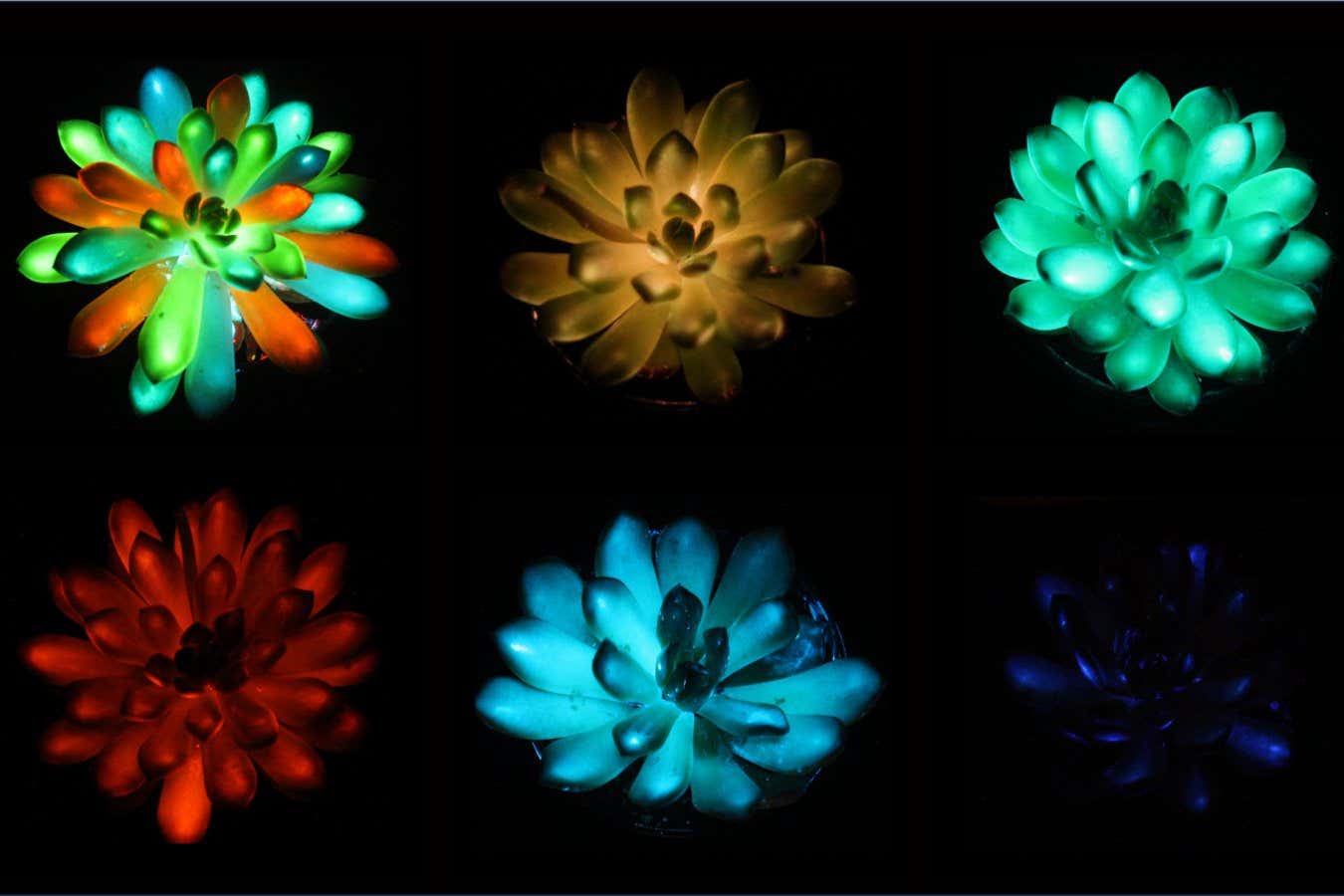 ¿Plantas que brillan en la oscuridad para reemplazar las farolas? Olvídalo
