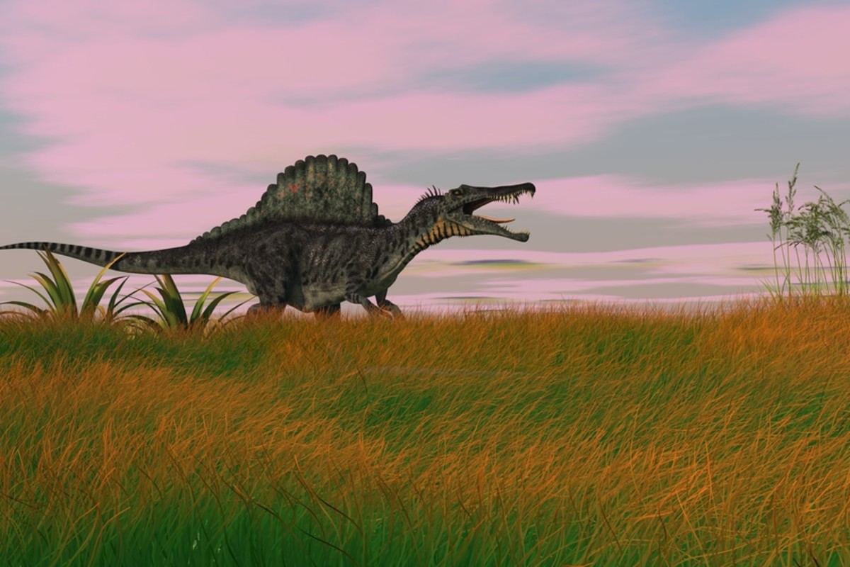 Los terópodos como Spinosaurus y Allosaurus tenían calaveras grandes pero mordeduras débiles