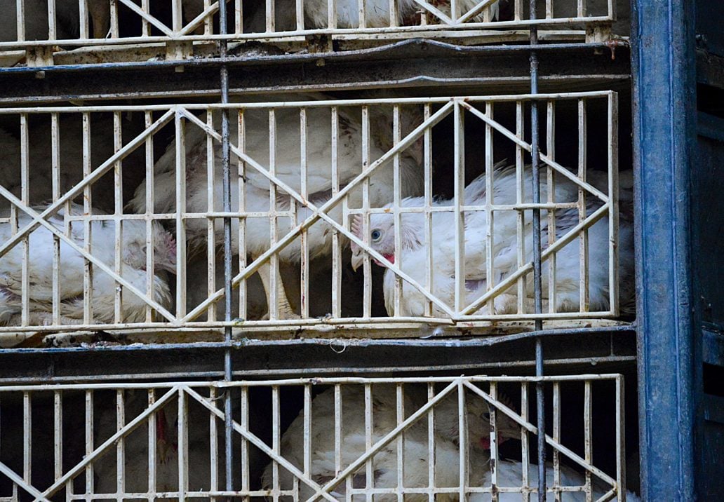 No, la agricultura de pollo tampoco es sostenible