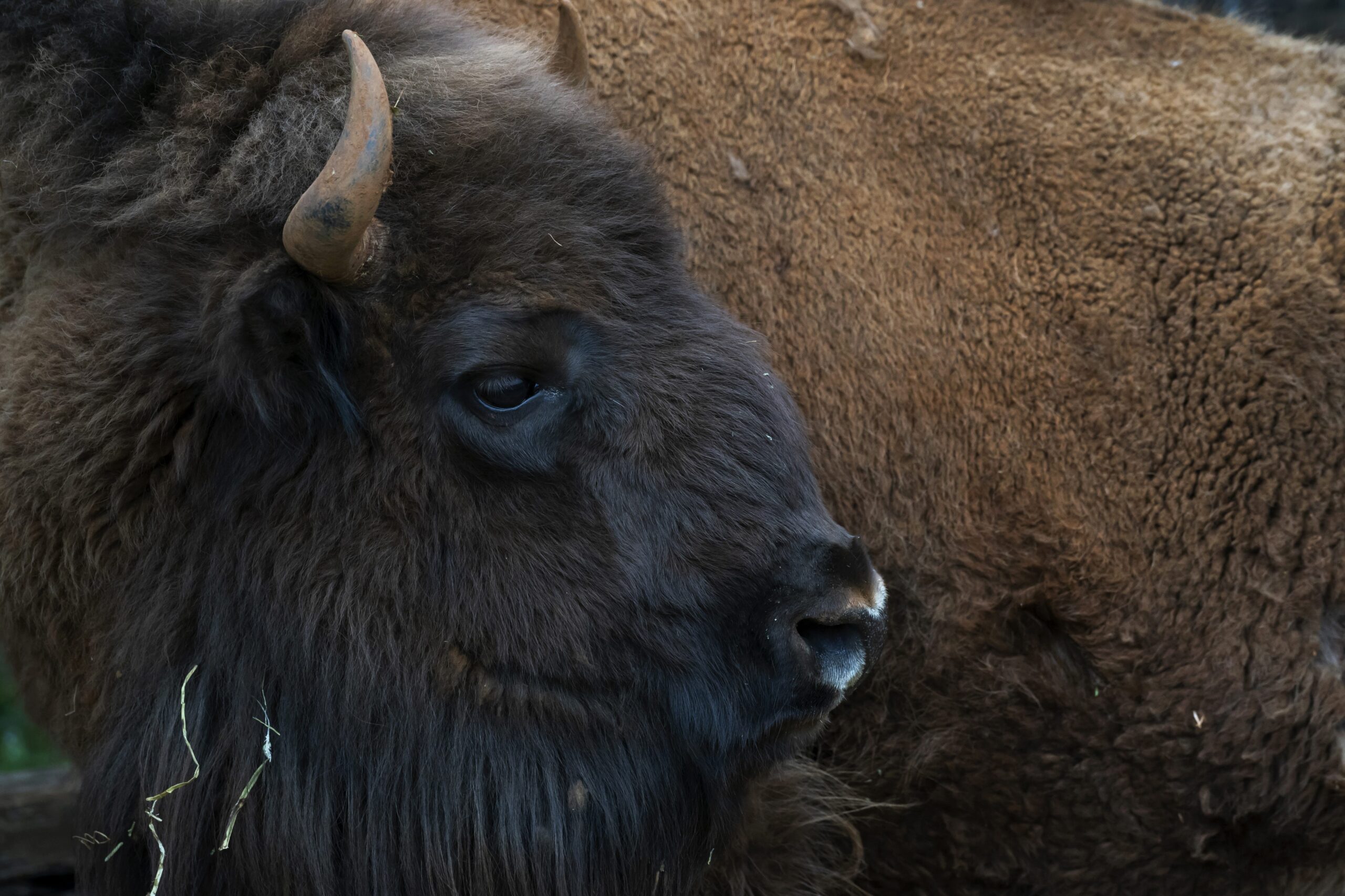 Cómo el bisonte reintroducido de España está ayudando a volver a crecer la tierra en medio de la crisis de incendios forestales del país