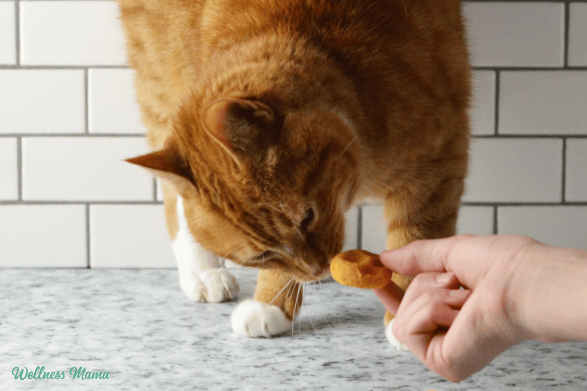 Receta de golos de trajes de gato caseros suaves
