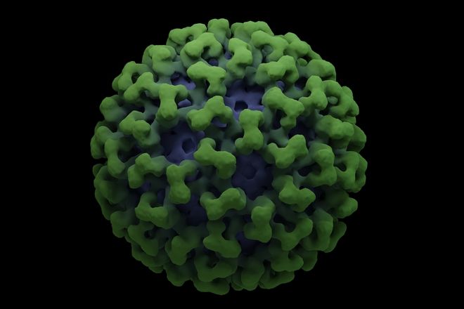 Los casos del virus de Chikungunya se hinchan en China: esto es lo que debe saber sobre la enfermedad transmitida por mosquitos
