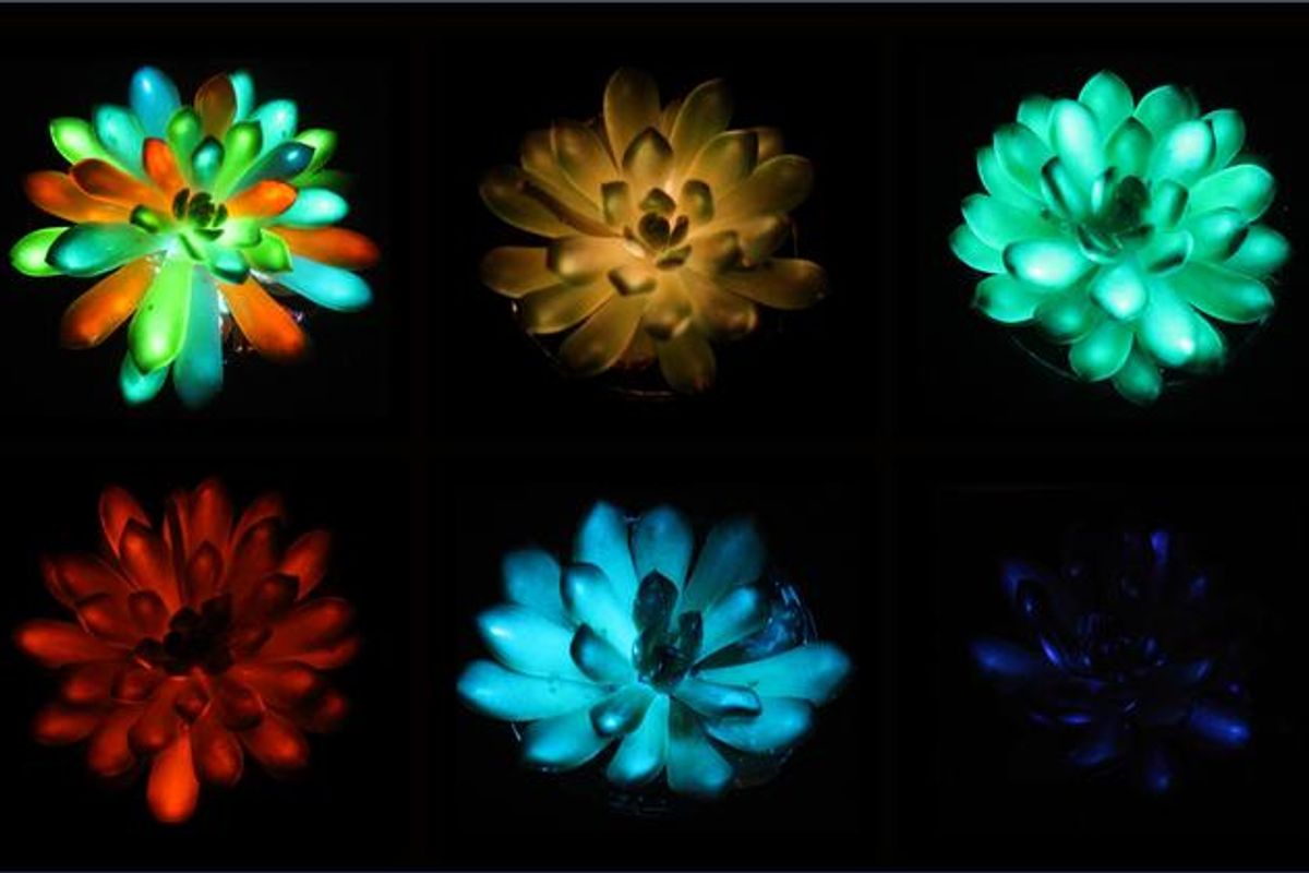 Las plantas suculentas brillantes en la oscuridad pueden conducir a árboles brillantes que reemplazan las farolas