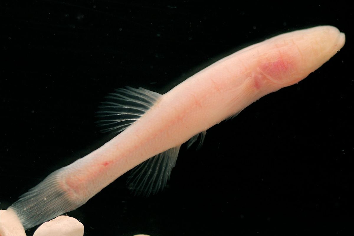 La evolución de este pescado sin ojos nos ayuda a identificar cuando las cuevas comenzaron a formarse