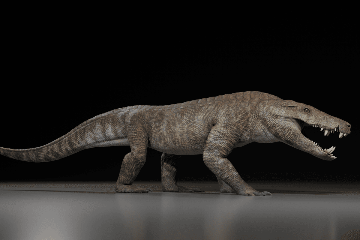 A 12 pies y 550 libras, este pariente de cocodrilo devoró dinosaurios hace unos 70 millones de años
