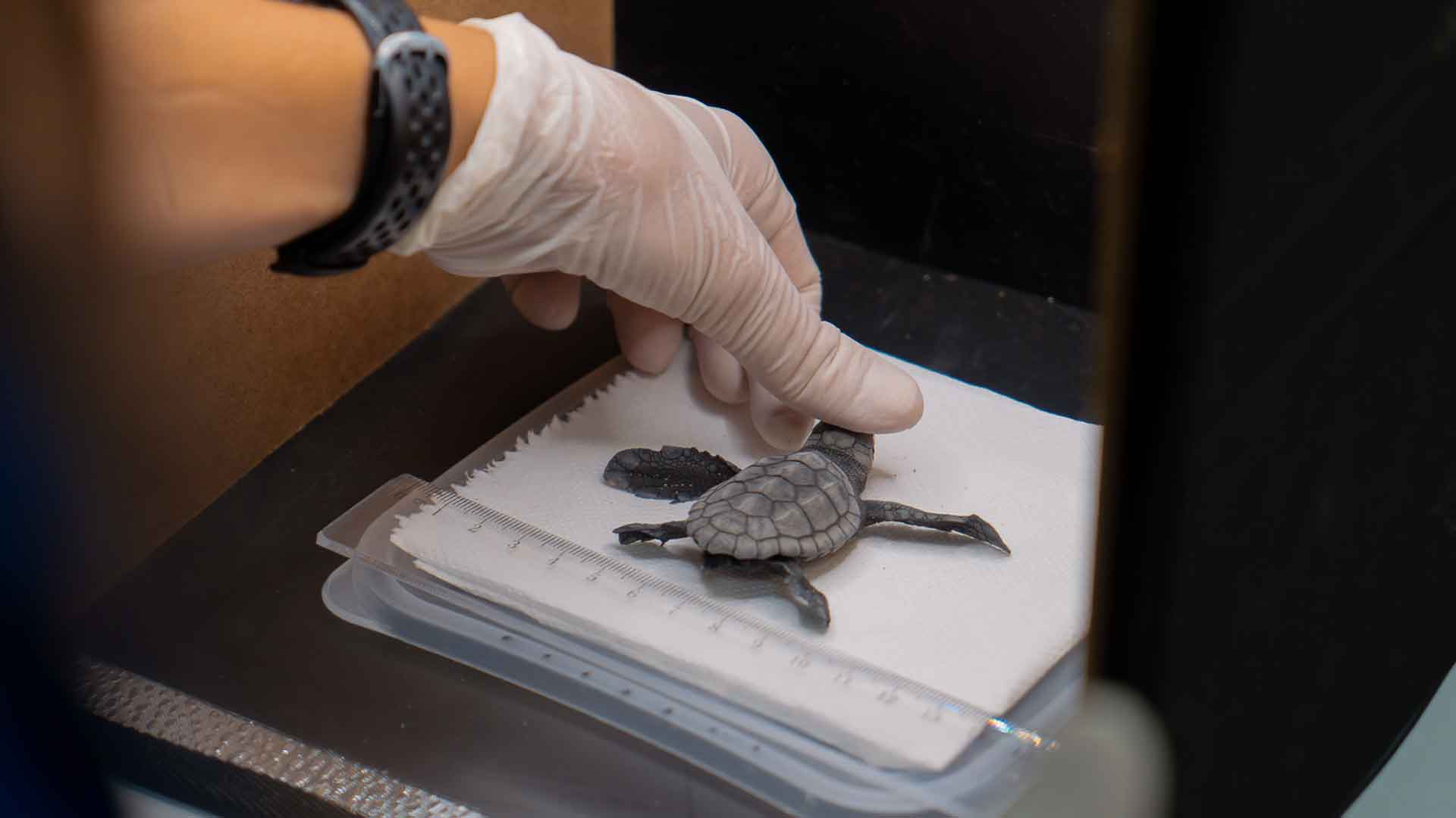 Las tortugas de Loggerhead Hatch en Benidorm Beach en el área de la fiesta en el complejo