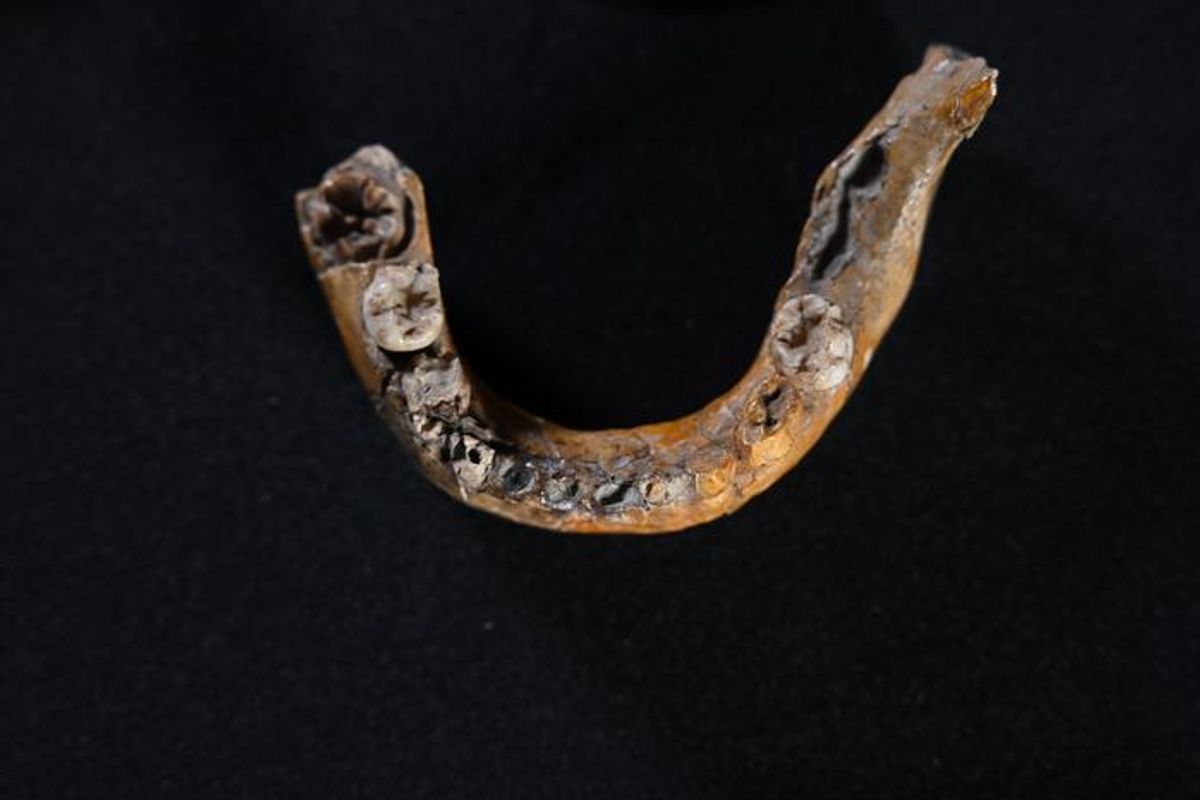 Skhul Cave Fossil, de 140,000 años, es ahora el híbrido más antiguo de Neanderthal-Human