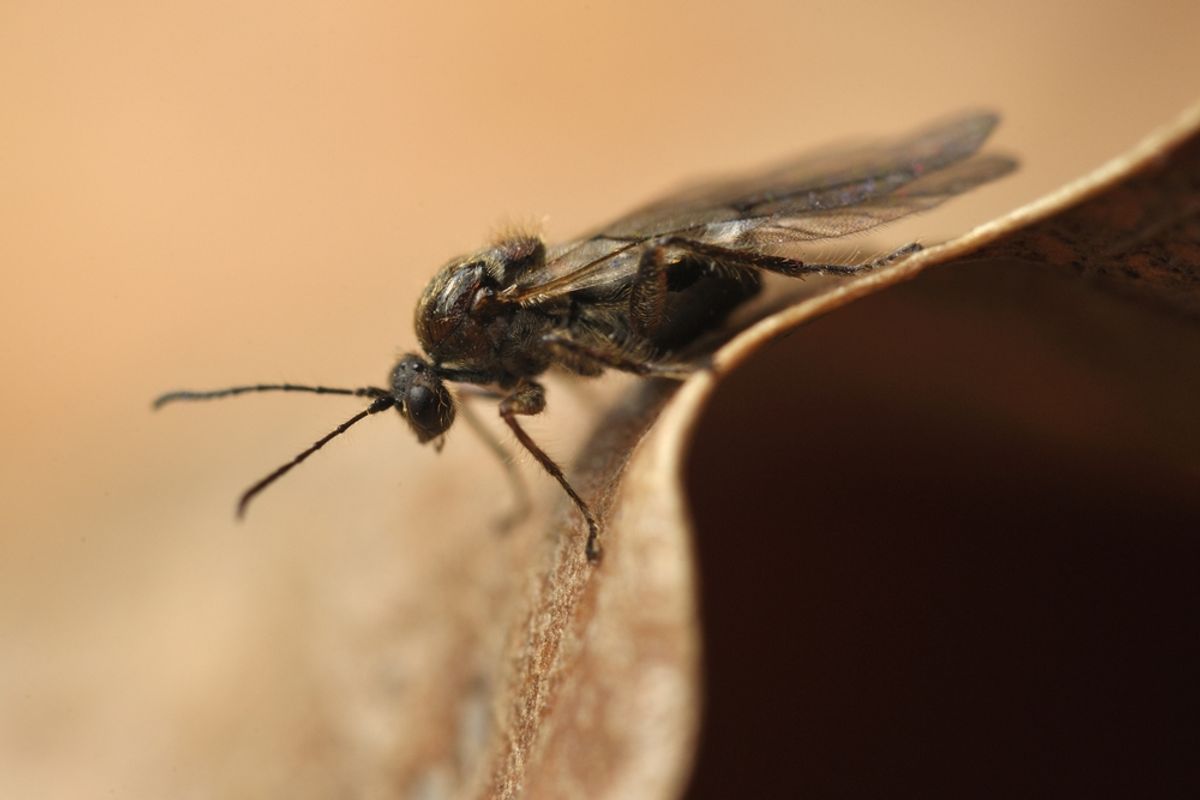 Dos raras especies de avispas parasitarias probablemente se suben a un avión para llegar a los EE. UU.
