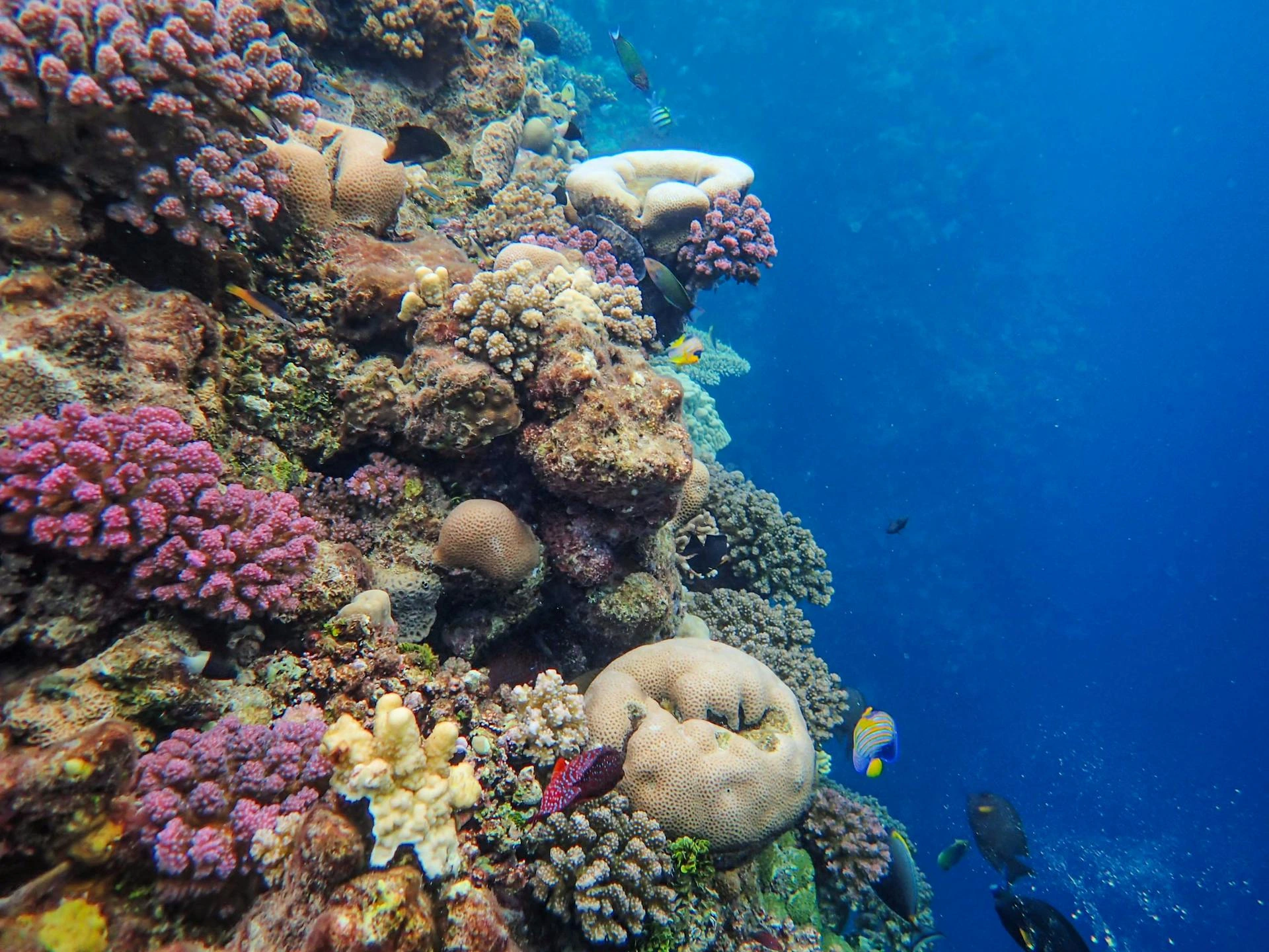 Los científicos avanzan en la restauración de los arrecifes de coral con robots y AI