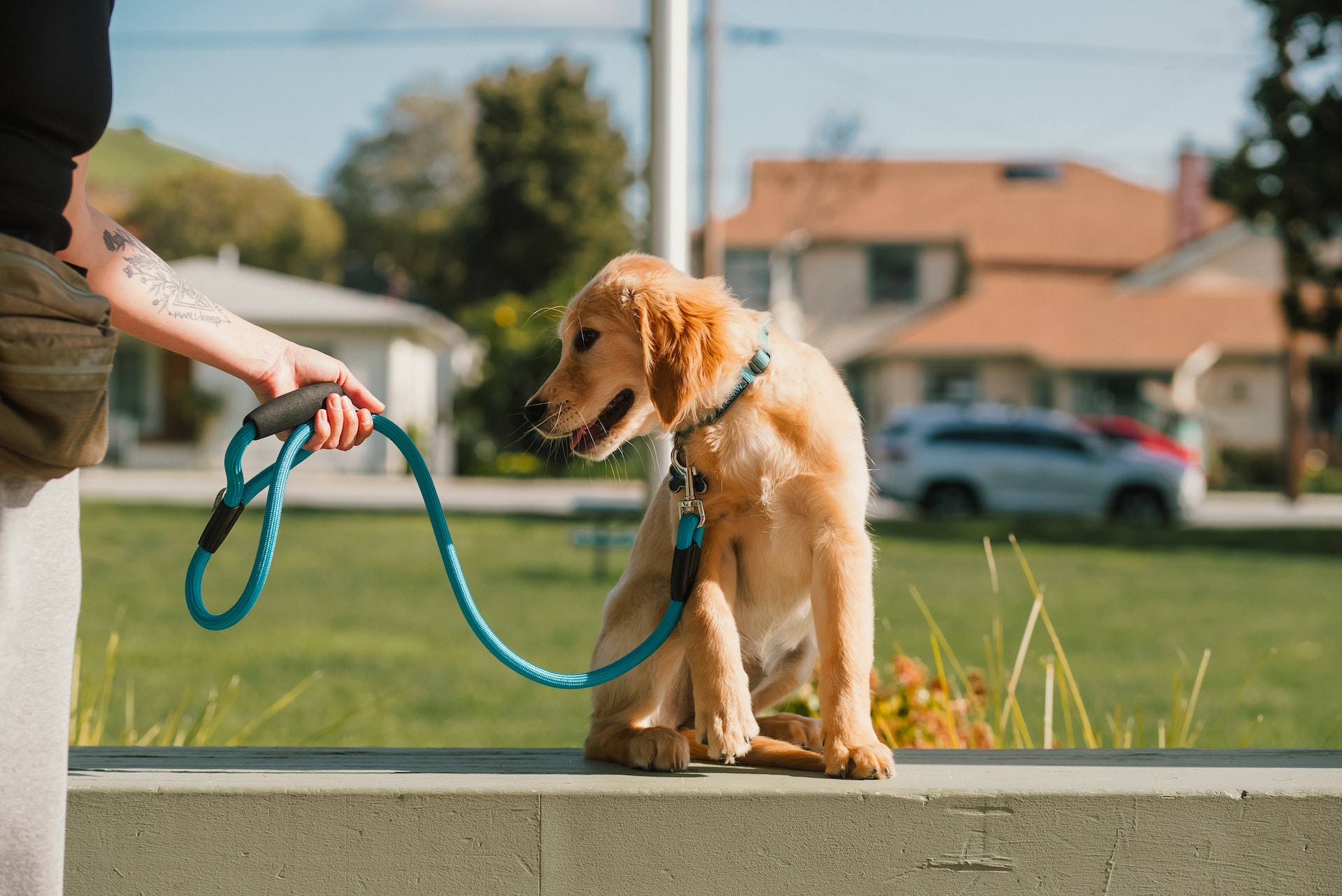 Seguridad de verano: proteja las almohadillas de los pies de su perro