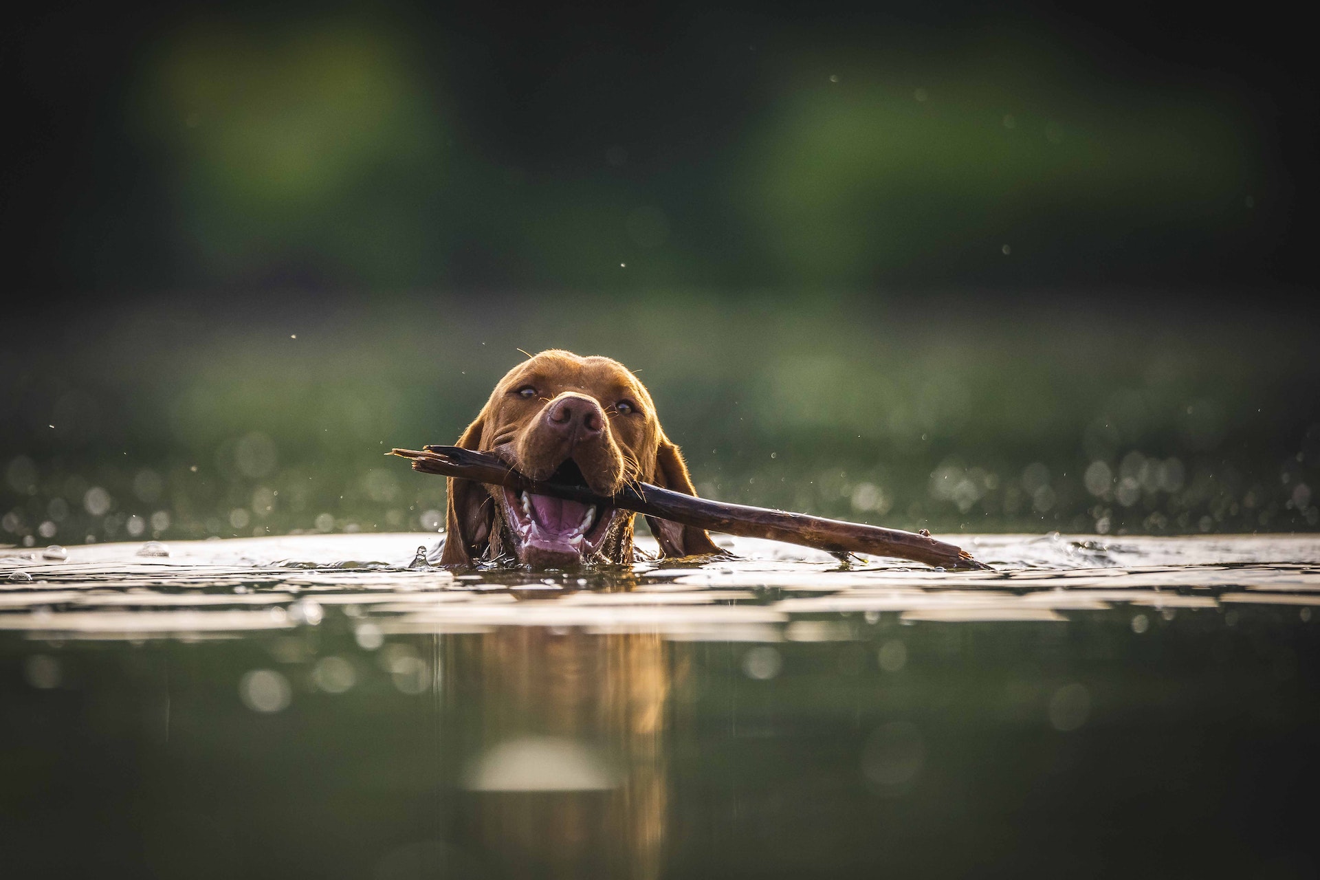 Consejos de seguridad del agua para sus mascotas