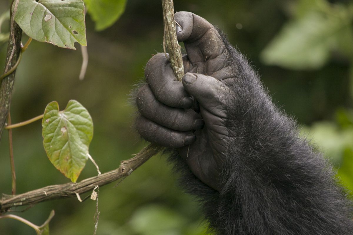 Pulgares largos y grandes cerebros co-evolucionados en primates, dando a los humanos nuestros rasgos más singulares